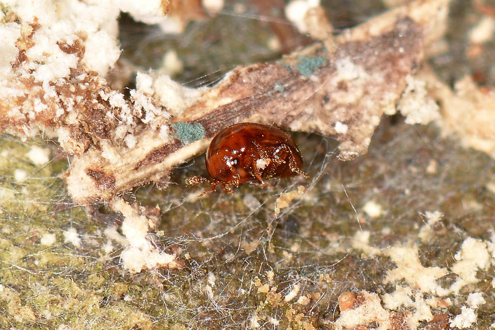Leiodidae: Colenis sp.